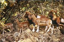 The national animal : the Mouflon - Council of Europe's Amicale